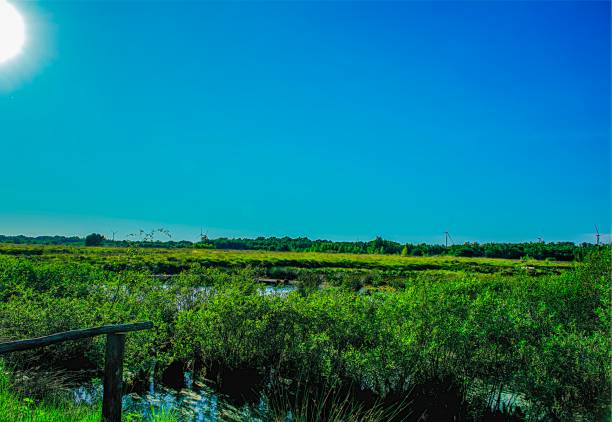istock Landscape view at a bog in Germany 1137462093