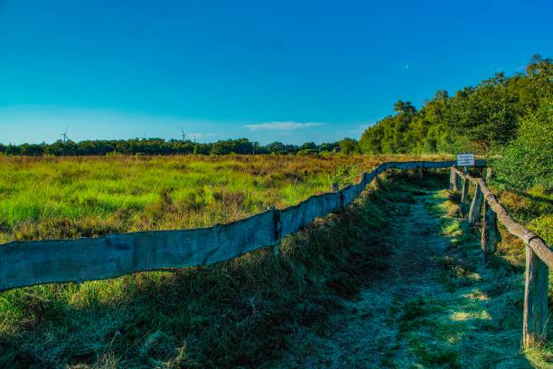 istock Landscape view at a bog in Germany 1137462116