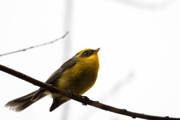 istock Golden Bush Robin with white background copy space 1137463240