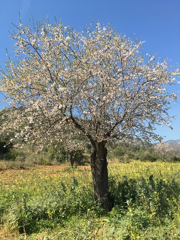 Blossoming almond tree in a field