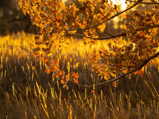 Grasses and low-hanging autumn branches are backlit by the sun during golden hour