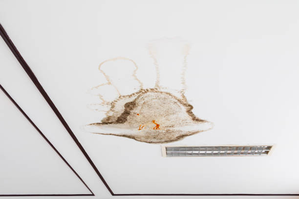 istock fungus in gypsum ceiling interior building damaged from water leaking 1137468844