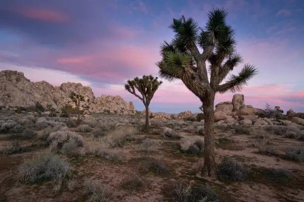 Photo of Desert Dawn during 2019 Super bloom