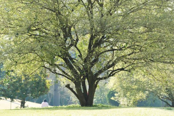 istock European privet 1137469764