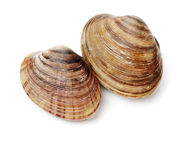 istock Stacked fresh raw clams on white background 1137472520