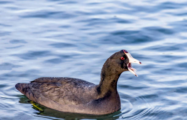 American Coot American Coot mud hen stock pictures, royalty-free photos & images