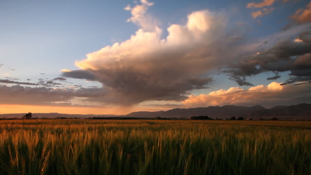 isolated rain storm over wheat field at sunset