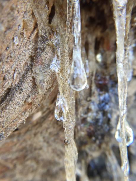 pine tree sap dropping - cutting tree moving down bark imagens e fotografias de stock