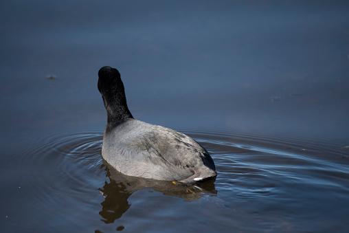 American coot waterfowl.