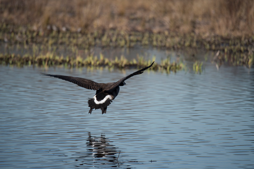Canada goose flying over water.