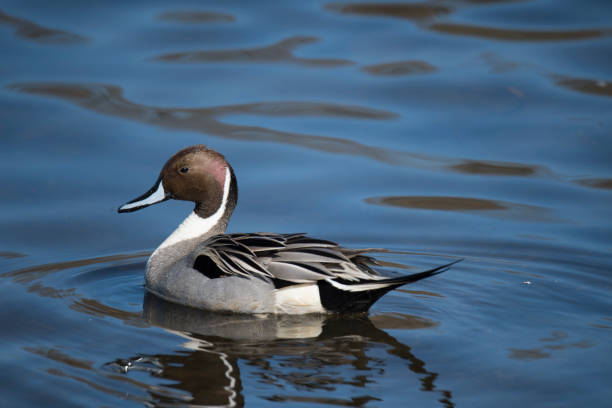 istock Northern pintail duck close-up 1137481128