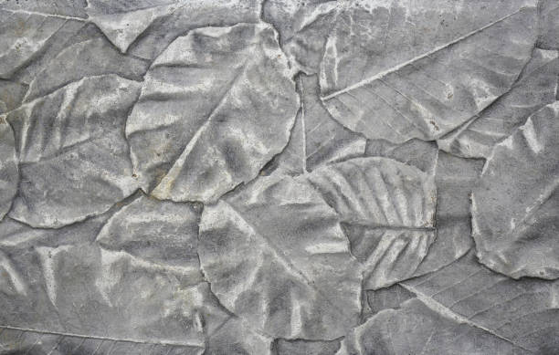 the imprint of leaf texture on cement floor background - fossil leaves imagens e fotografias de stock