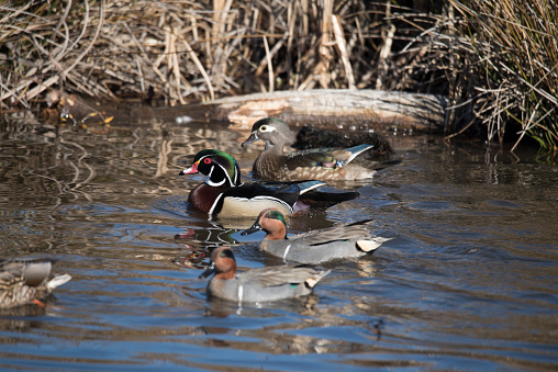 Wood duck - species of perching duck found in North America.