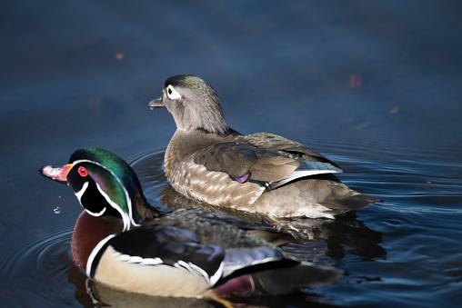 Wood duck - species of perching duck found in North America.