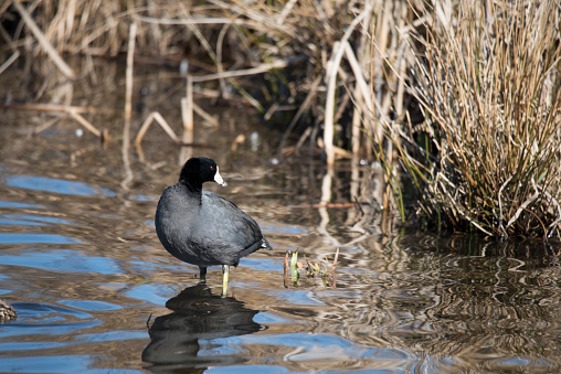 American coot waterfowl.