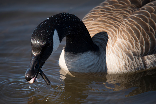 Canada goose  (Branta canadensis) on the north German coast on a windy summer day