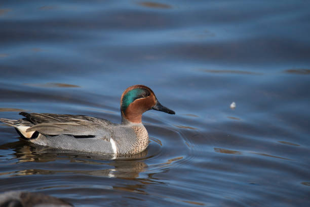Green-winged Teal Green-winged Teal close-up green winged teal duck stock pictures, royalty-free photos & images