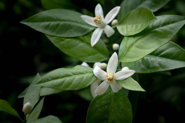 istock Orange blossom on a tree in spring - Citrus aurantium 1137482358