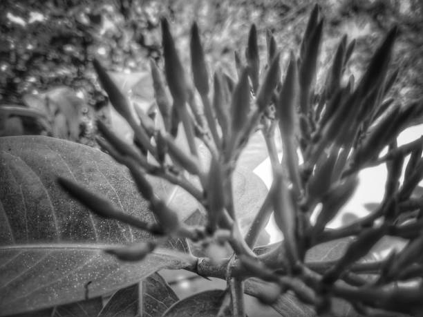 istock Spike blossom flowers in black and white 1137483018