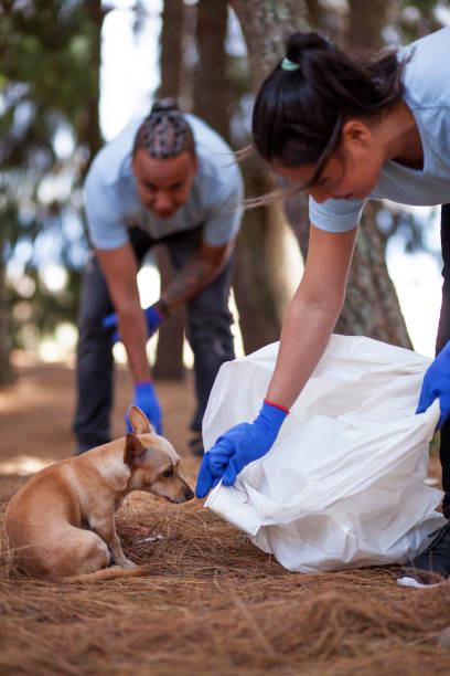 istock People recycling and picking up trash in the forest 1137483060