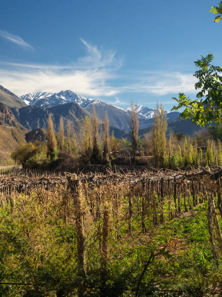 grapeyard, weinberg. elqui-tal, anden teil der atacama-wüste in der region coquimbo, chile - coquimbo region stock-fotos und bilder