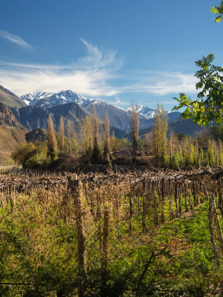 Grapeyard , Vineyard. Elqui Valley, Andes part of Atacama Desert in the Coquimbo region, Chile stock photo