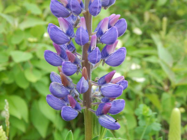 istock Blue Lupine Flower 1137486327