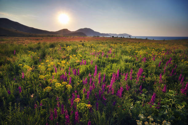 istock Beautiful spring green meadow in mountain. Composition of nature. 1137487184
