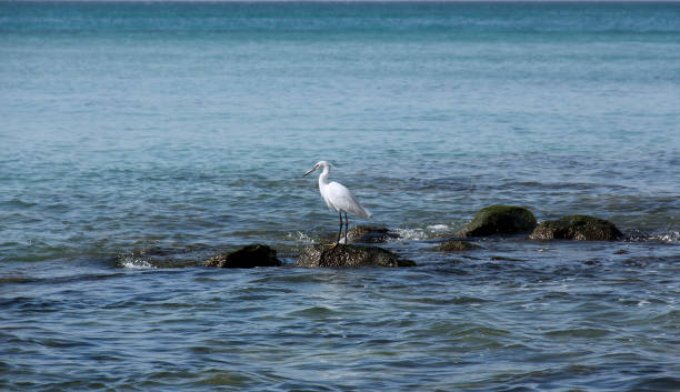 istock Heron hunts on stones in the sea 1137487282