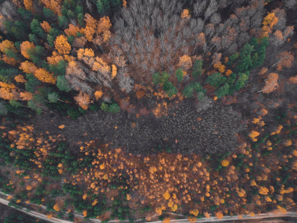 istock Road in the autumn birch forest from a quadcopter height 1137488385
