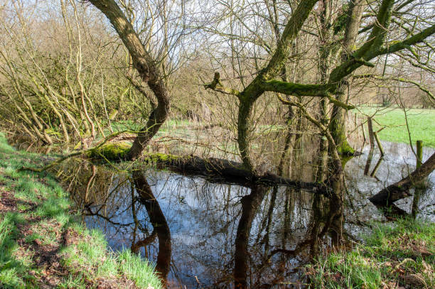 istock Flooded Wetlands Near Orvelte 1137491819