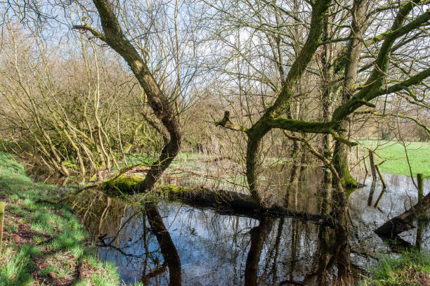 istock Flooded Wetlands Near Orvelte 1137491822