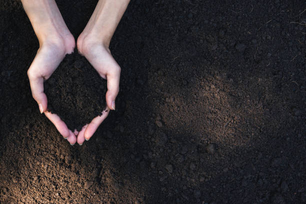 mano de cierre de la persona sosteniendo la abundancia de tierra para la agricultura o la plantación de melocotón. - handful fotografías e imágenes de stock