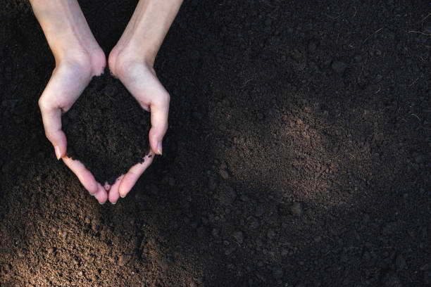 Closeup hand of person holding abundance soil for agriculture or planting peach. Closeup hand of person holding abundance soil for agriculture or planting peach. handful stock pictures, royalty-free photos & images
