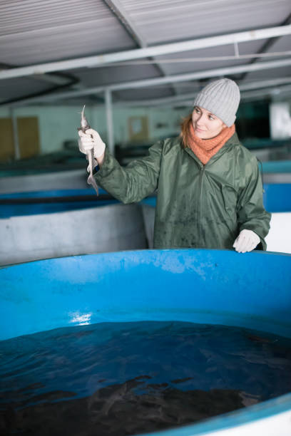 istock Female inspecting young sturgeon on fish farm 1137492161