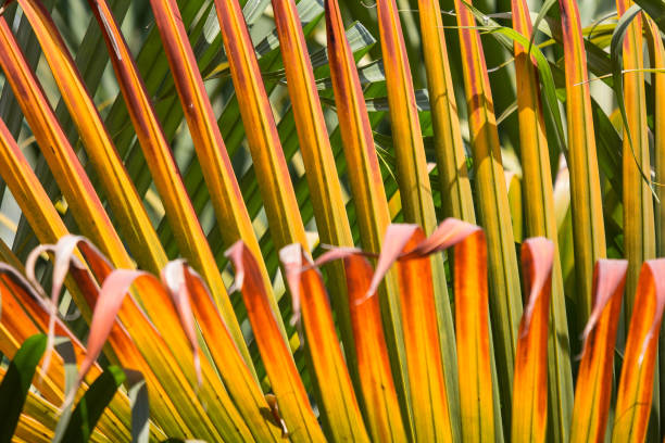 istock Closeup of Brown leaf of palm tree 1137493674