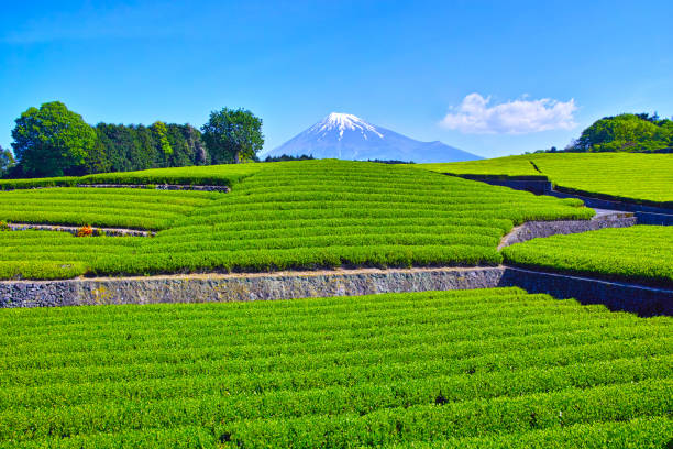 istock Tea plantations and Mt. Fuji 1137493772