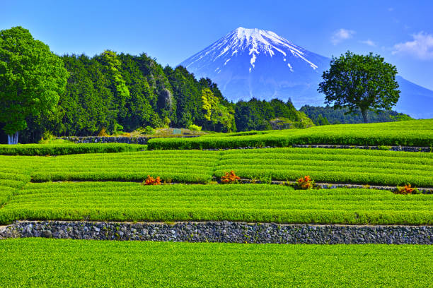 istock Tea plantations and Mt. Fuji 1137493777