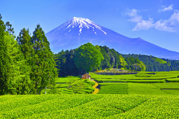 istock Tea plantations and Mt. Fuji 1137493792