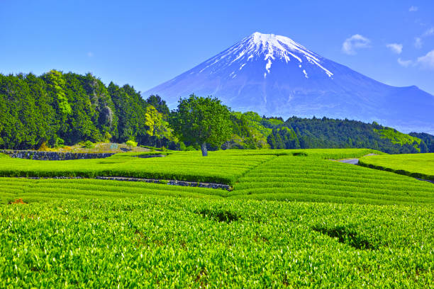 istock Tea plantations and Mt. Fuji 1137493805
