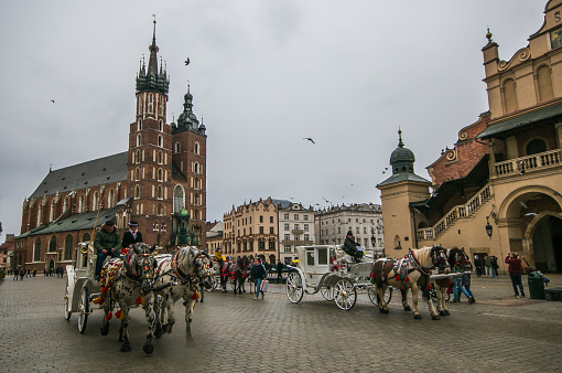 KRAKOW, POLAND - MARCH 10, 2019: Portrait of beautiful horses drawn carriage in Rynek Glowny (main square), of the Old Town of Kraków, Lesser Poland, is the principal urban space located at the center of the city. It dates back to the 13th century, and at 3.79 ha (9.4 acres) is one of the largest medieval town squares in Europe