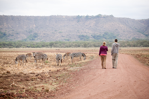 Manyara Lake, Tanzania - September, 2014: Brave tourists walking in savanna near a family of fearless zebras (Equus quagga)