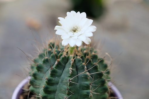 white flower of cactus