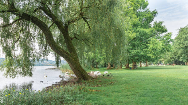 estaciona no lago. lago varese e a área verde de schiranna - varese - fotografias e filmes do acervo