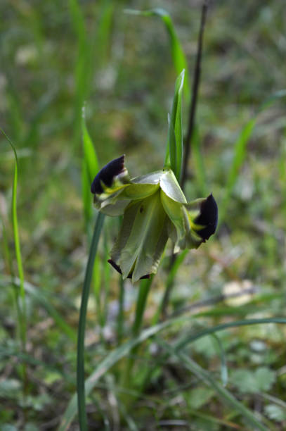 istock Close-up of a Beautiful Snake's-head, Widow Iris, Iris Tuberosa, Nature, Macro 1137509359