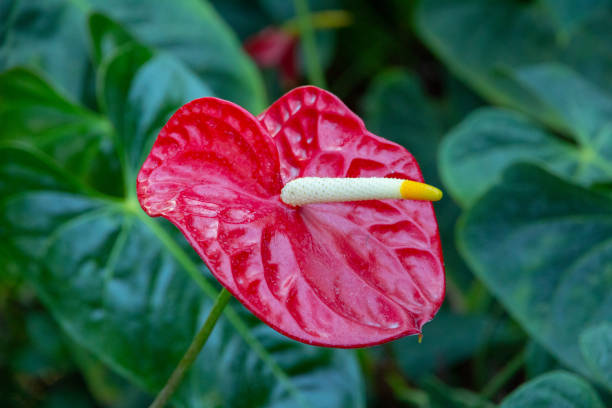 istock Anthurium, flamingo red flower. 1137509368