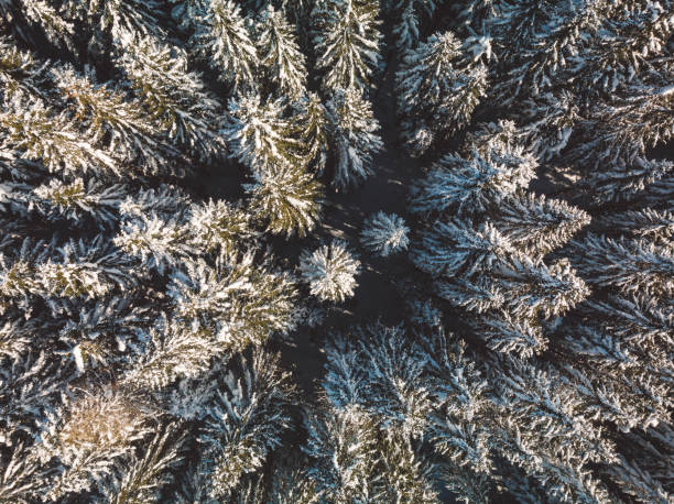 istock Leave city, leave reality, enter forest, enter fantasy! 1137509976