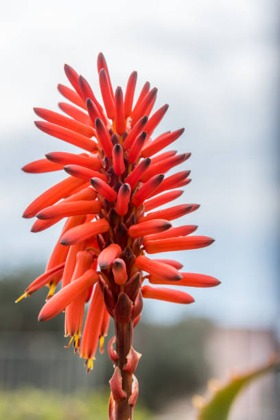 Orange Blossoms on an Aloe Vera Plant in Spring