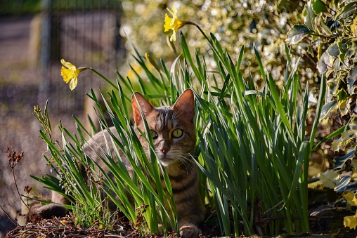 Bengal cat hiding in daffodils