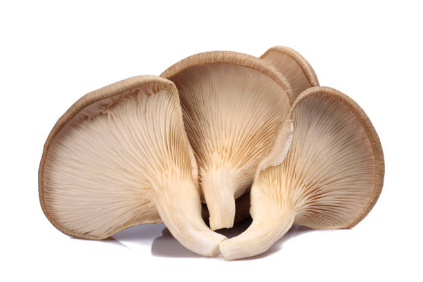 primo piano di funghi ostrica posti su sfondo bianco - funghi ostrica foto e immagini stock